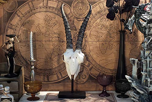 アンテロープ頭部の置物 Amazon.co.jp: アンテロープスカルヘッド(羚羊の頭蓋骨